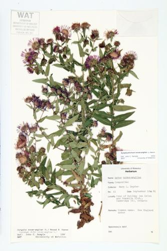 New England Aster specimen