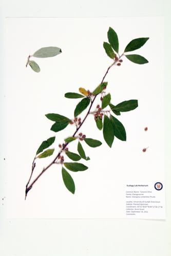 Autumn Olive specimen