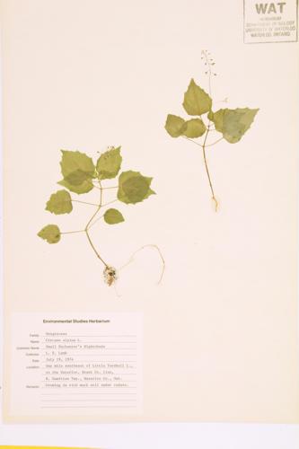 Small Enchanter's Nightshade specimen