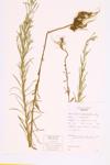 Narrow-leaved Willow-herb; Bog Willow-herb specimen