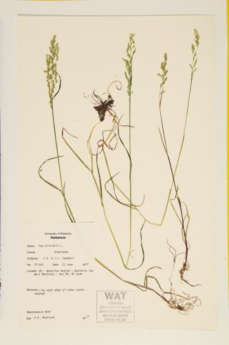 Rough Blue Grass; Rough-stalked Meadow Grass specimen