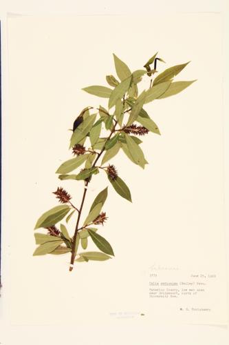 Autumn Willow specimen