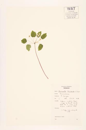 Rue-anemone specimen