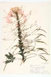 Spiderflower; Cleome specimen