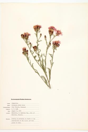 Blackish Knapweed; Tyrol Knapweed specimen