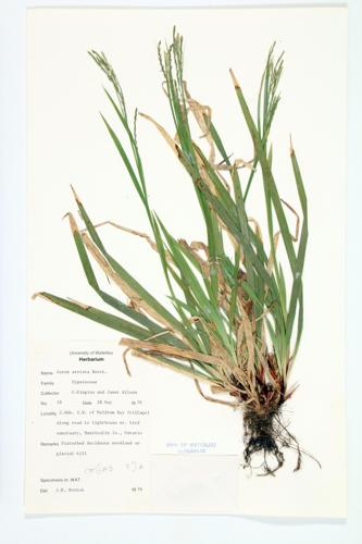 Drooping Woodland Sedge; Compressed Sedge  specimen