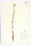 Catfoot Cudweed; Fragrant Cudweed  specimen