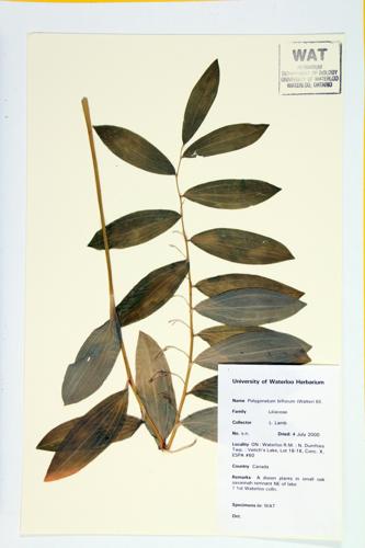 Giant Solomon's Seal; Smooth Solomon's seal specimen