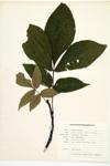 Shagbark Hickory specimen