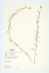 Bedstraw Bellflower; Marsh Bellflower specimen