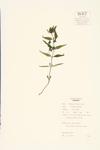 Cow-wheat; Narrow-leaved Cow-wheat  specimen