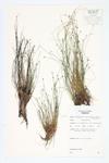 Matted Spike Rush; Intermediate Spike-rush specimen