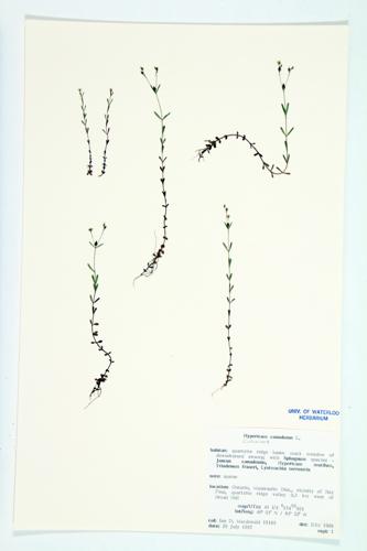 Canadian St. John's-wort specimen