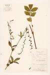 Agrimony; Tall Hairy Agrimony; Tall Agrimony specimen