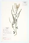 White Sweet-clover; White Melilot   specimen