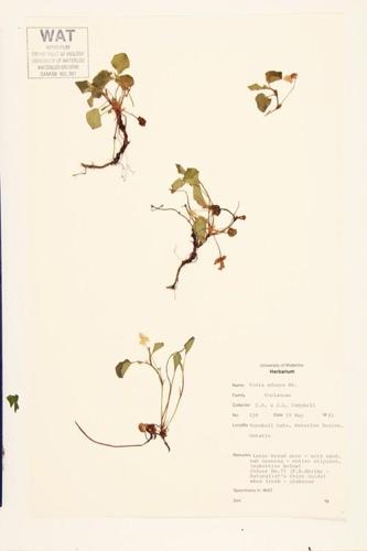 hookedspur Violet; Hooked Violet  specimen