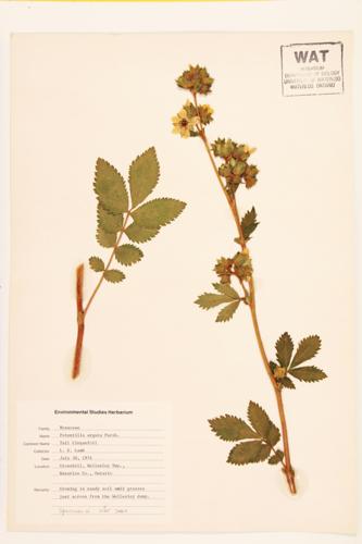 Tall Cinquefoil; Prairie Cinquefoil specimen