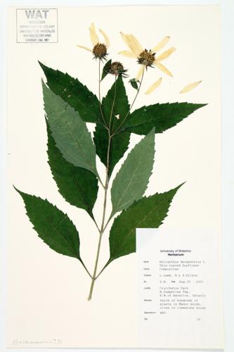 Thinleaf Sunflower; Stiff-haired Sunflower specimen