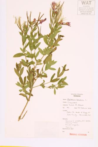 Hairy Willow-herb; Great Hairy Willow-herb specimen