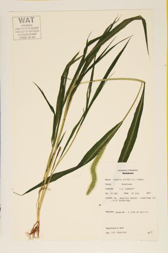 Green Foxtail specimen