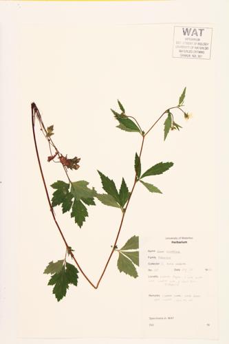 Canada Avens; White Avens specimen