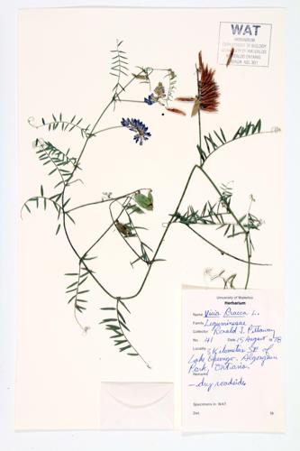 Tufted Vetch; Cow Vetch specimen