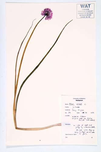 Wild Garlic; Field Garlic  specimen