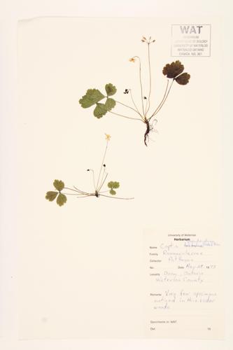 Goldthread; Canker-root specimen