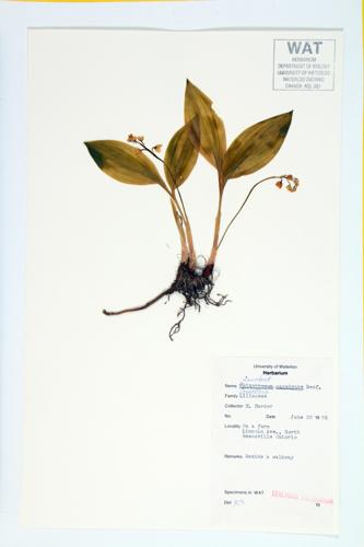 Convallaria specimen