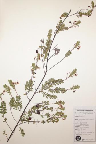 American Cranberry; Large Cranberry specimen