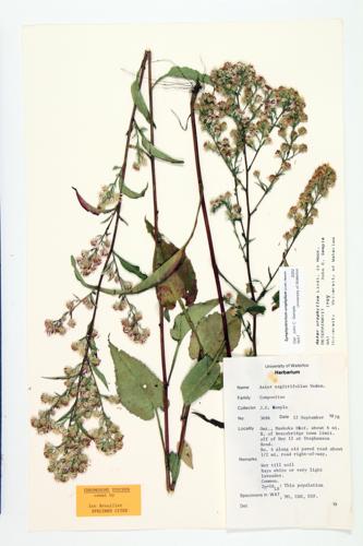 common blue wood aster specimen