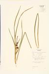 European Bur-reed; Green-fruited Bur-reed; Narrow-leaf Bur-reed  specimen