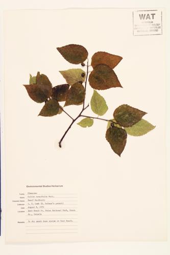 Dwarf Hackberry; Dwarf Hackberry  specimen