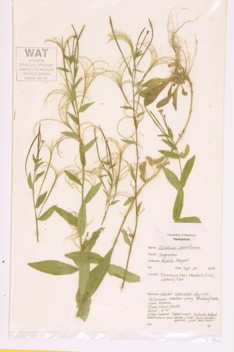 Sparse-flowered Willow-herb; Downy Willow-herb specimen