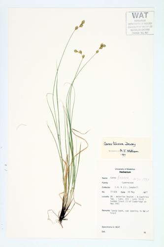 Straw Sedge; Slender Sedge; Quill Sedge specimen