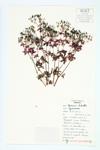 Bicknell's Crane's-bill; Bicknell's Geranium; Northern Cranesbill specimen