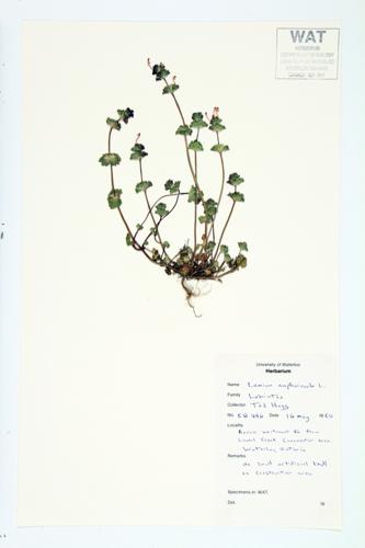 Henbit Dead-nettle specimen