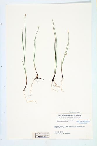 Few-flowered Sedge specimen