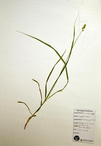 Bur-reed Sedge specimen