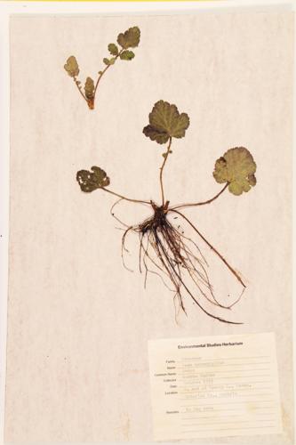 Largeleaf Avens; Large-leaved Avens specimen