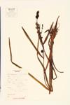 Broad-fruited Bur-reed; Giant Bur-reed  specimen