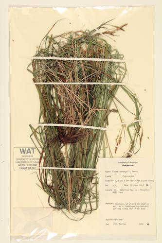 Sprengel's Sedge; Long-beaked Sedge  specimen