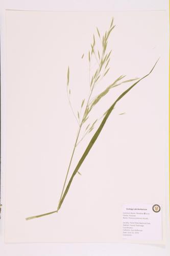 Meadow Fescue specimen