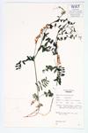 Carolina Vetch; Pale Vetch specimen