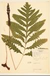 Sensitive Fern specimen