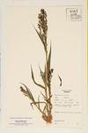 Proso Millet; Millet specimen