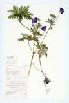 Meadow Crane's-bill; Meadow Geranium specimen