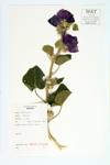 Hollyhock; Rose Mallow specimen