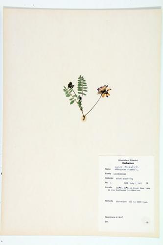 Alpine Milk-vetch  specimen