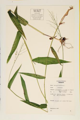 Deer-tongue Panicgras; Broadleaf Rosette Grass specimen